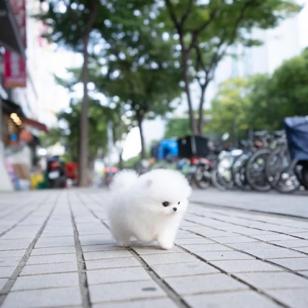regalo  volpino pomerania mini toy//