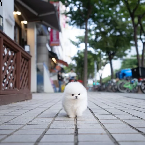 regalo  volpino pomerania mini toy// | Foto 0