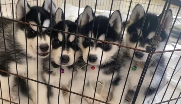 cuccioli di siberian husky !prezzo dimezzato! | Foto 2