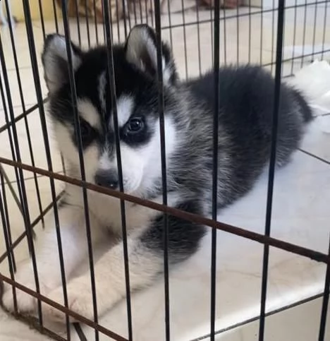 cuccioli di siberian husky !prezzo dimezzato!