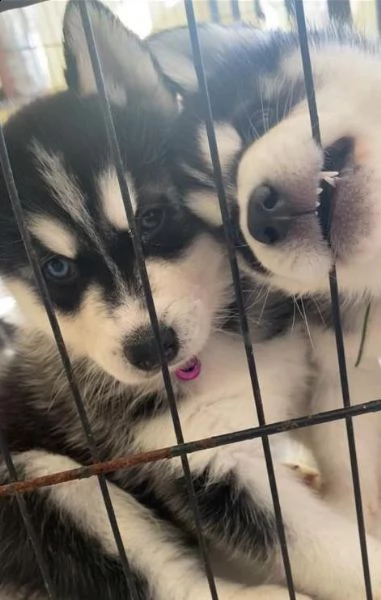 cuccioli di siberian husky !prezzo dimezzato! | Foto 1