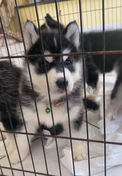 cuccioli di siberian husky !prezzo dimezzato! | Foto 0