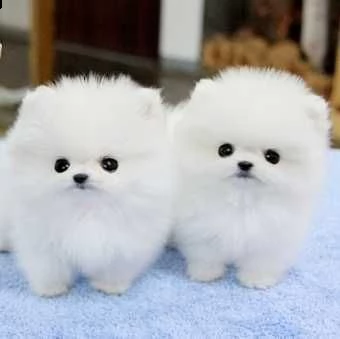 regalo cuccioli di volpino di pomerania 