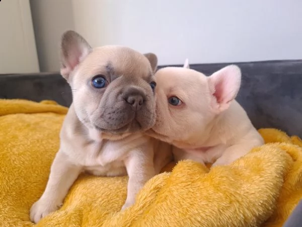 regalo cuccioli di cane a bulldog francese