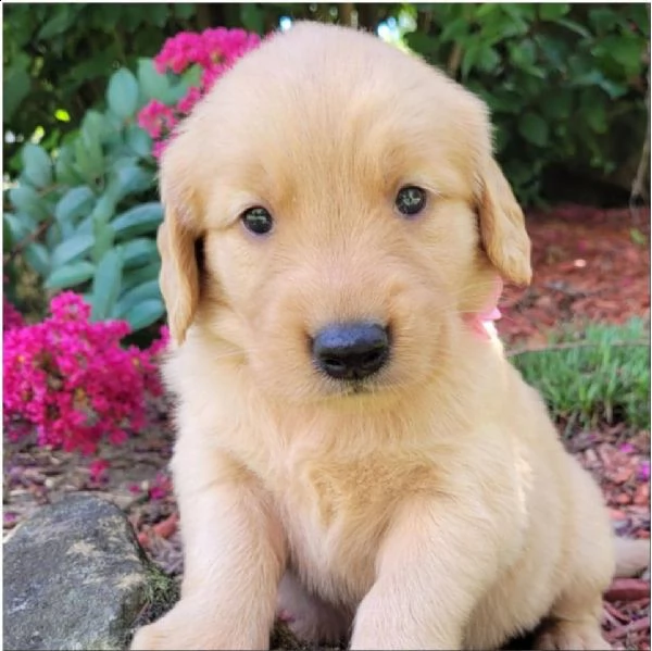 in regalo cuccioli di golden retriever