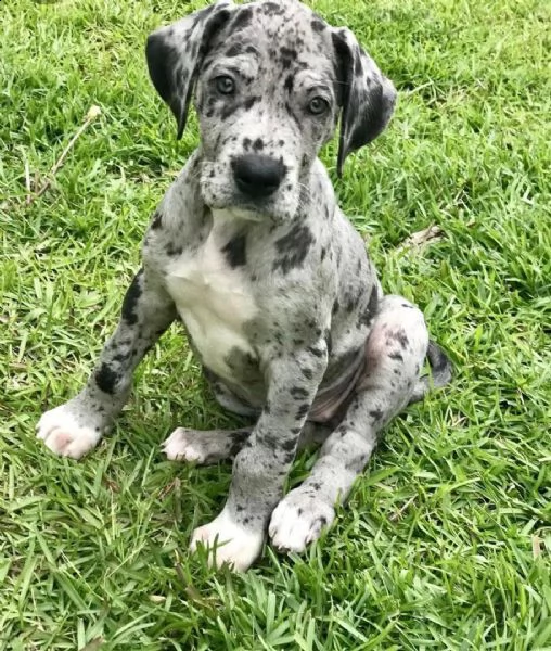  regalo adorabili cuccioli alano femminucce e maschietti gratuita i cuccioli sono vaccinati svermina