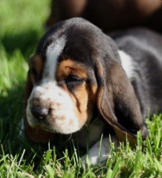 Bello Cucciolo Di Basset Hound Con Gli Occhi Tristi Che Si Siedono in