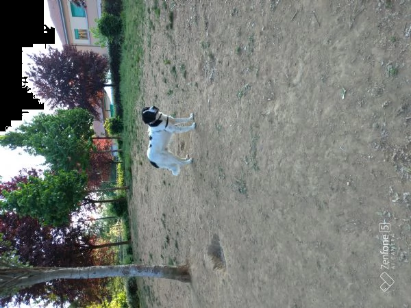 regalo per motivi molto personali thor, incrocio maremmano/collie  | Foto 1