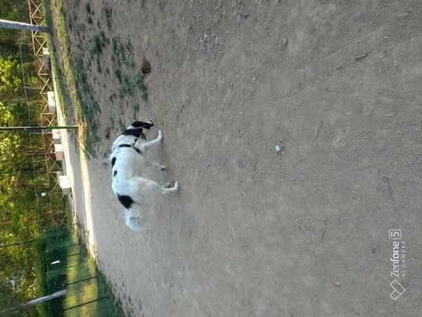 regalo per motivi molto personali thor, incrocio maremmano/collie  | Foto 0