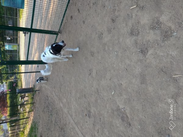 regalo per motivi molto personali thor, incrocio maremmano/collie 