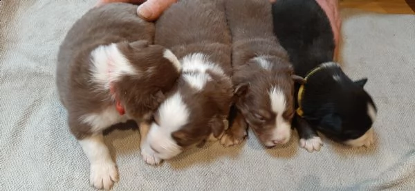 8 cuccioli di pastore australiano  | Foto 3