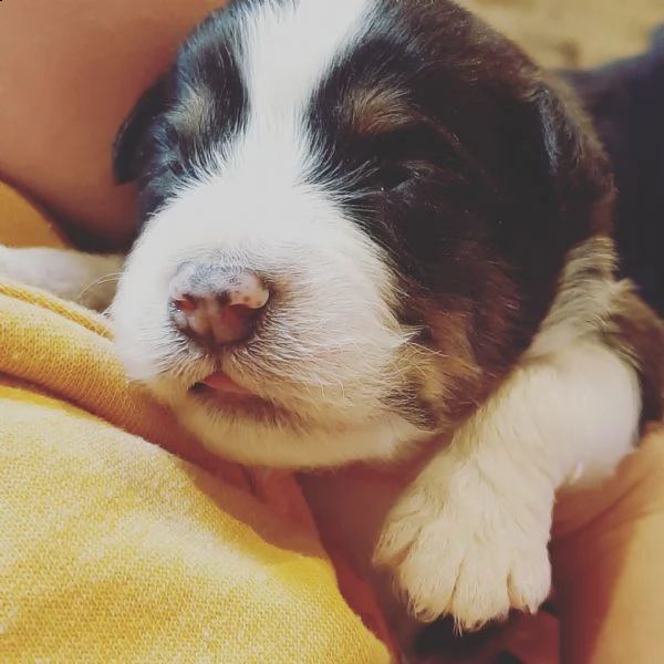 8 cuccioli di pastore australiano  | Foto 2