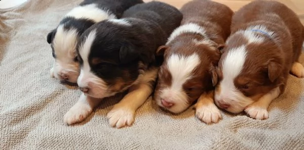8 cuccioli di pastore australiano  | Foto 1