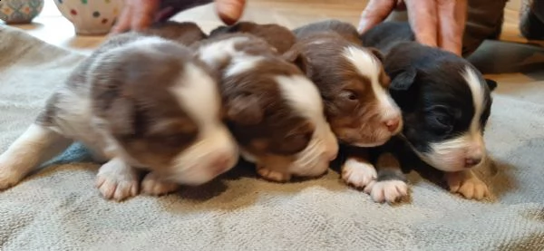 8 cuccioli di pastore australiano  | Foto 0