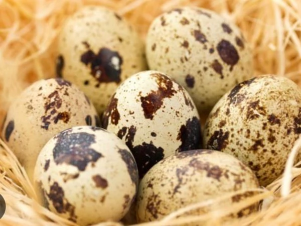 Uova feconde di quaglia 