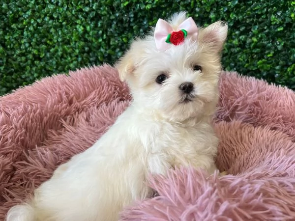 bel piccolo maltes | Foto 1