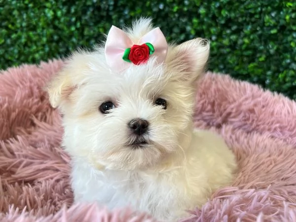 bel piccolo maltes | Foto 0