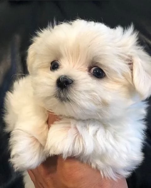 maltese  | Foto 0