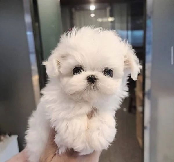 maltese 