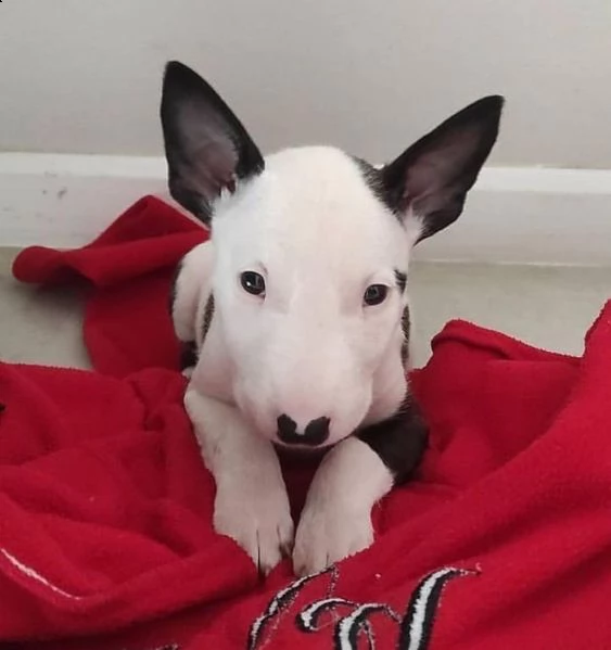 bull terrier | Foto 0