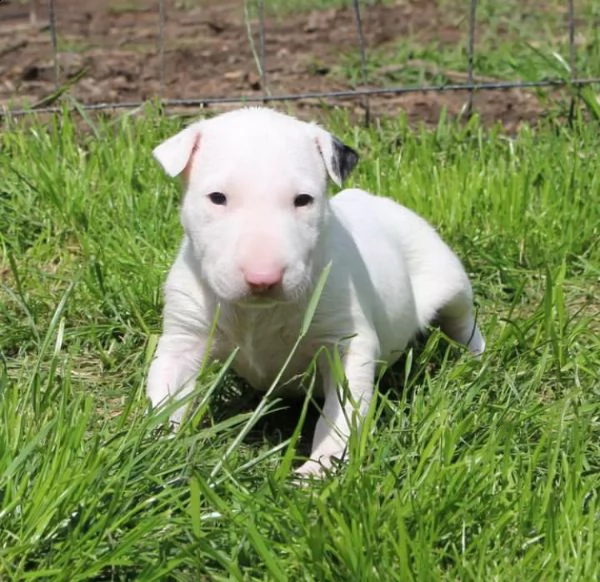 bull terrier