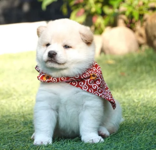shiba inu  | Foto 0