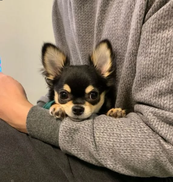 chihuahua  | Foto 0