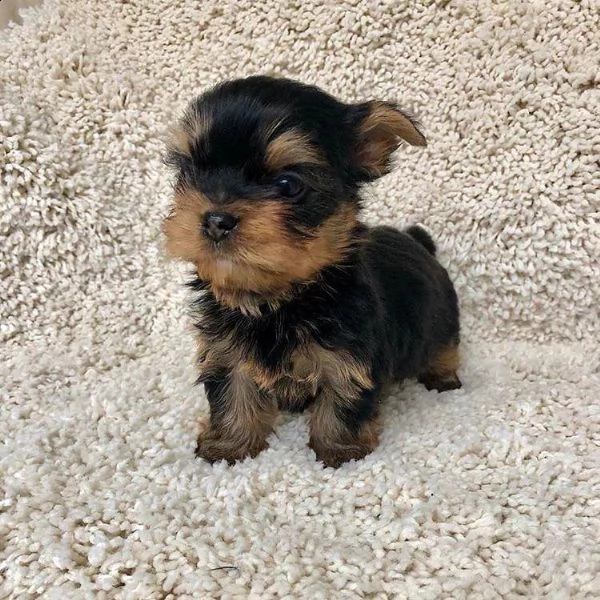 regalo abbiamo avere amorevole yorkie cuccioli per l'adozione abbiamo avere yorkie amorevole per l'