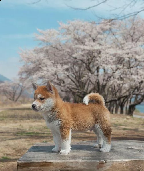  regalo akita inu cuccioli maschio e femmina disponibili cuccioli  ottima genealogia caratteri spl