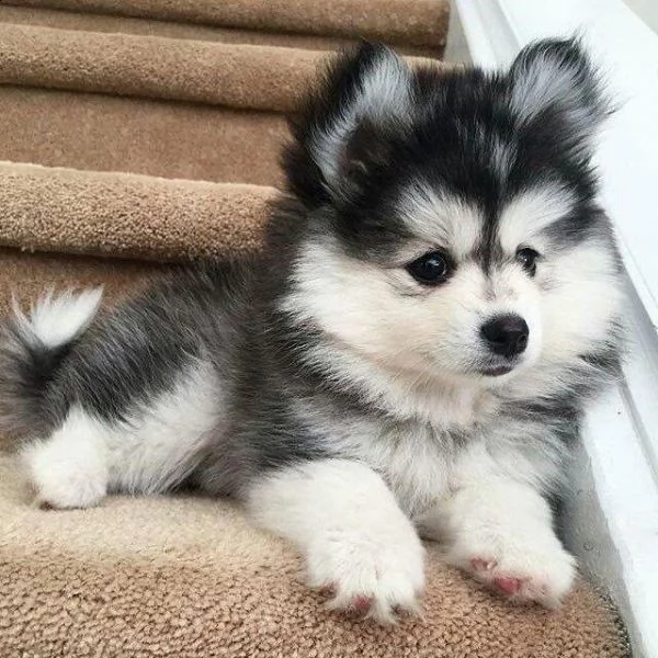  regalo siberian husky con pedigree consegna con : libretto sanitario, vaccini certificati dal veter