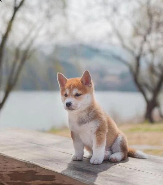  regalo due cuccioli di shiba inu per l'adozione disponibili per una buona case, i cuccioli sono ben