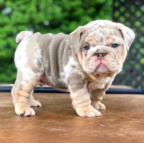  regalo bulldog inglese cuccioli disponibili cuccioli disponibili bulldog inglese cuccioli disponibi