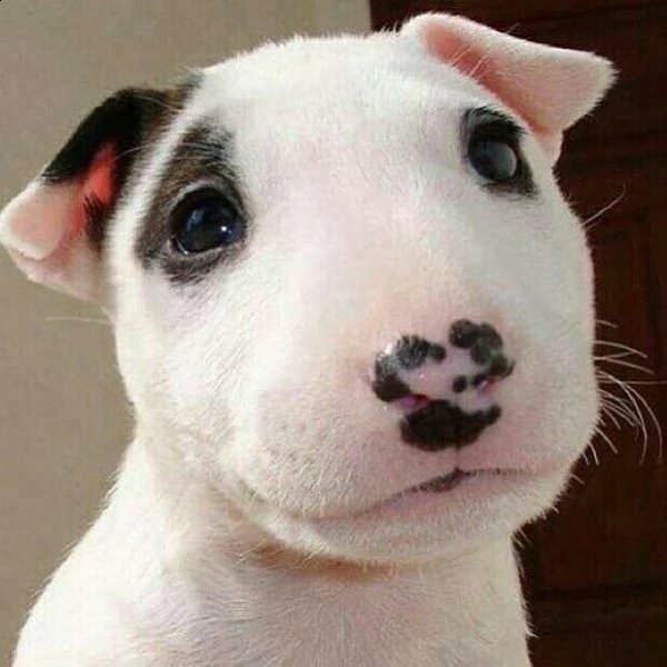   adorabili cuccioli di bull terrier femminucce e maschietti disponibili  i cuccioli sono vaccinati