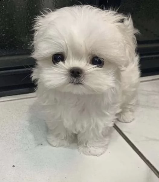 regalo  maltese mini toy//