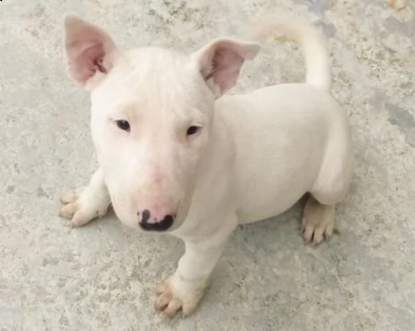 cagna bull terrier in miniatura | Foto 0