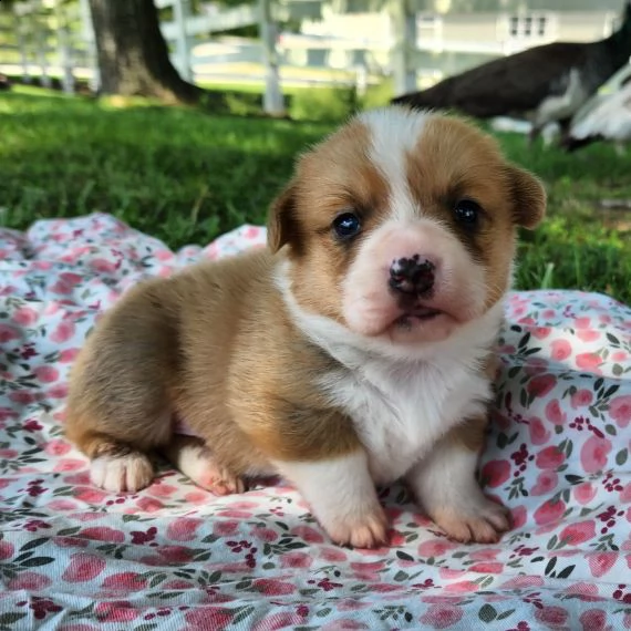 regalo cuccioli  di pembroke welsh corgi