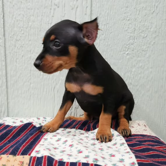 regalo cuccioli di pinscher