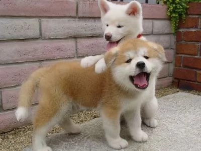 regalo due cuccioli di shiba inu per ladozione