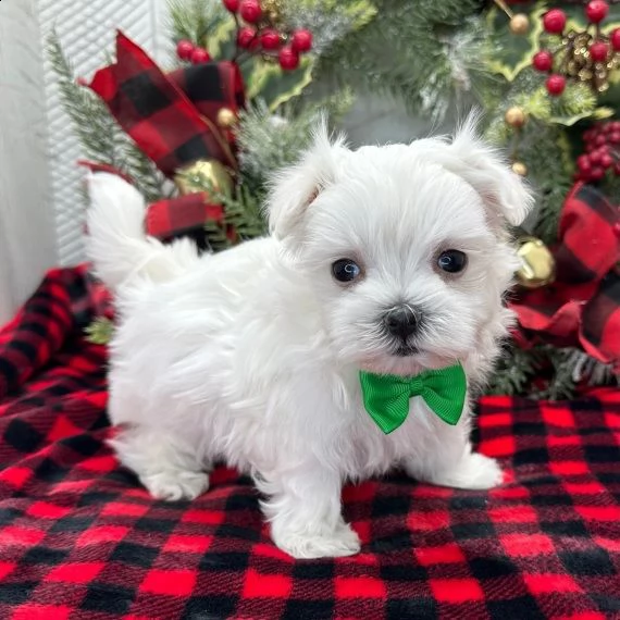 maltese cuccioli in adozione gratuiti ( regalo)