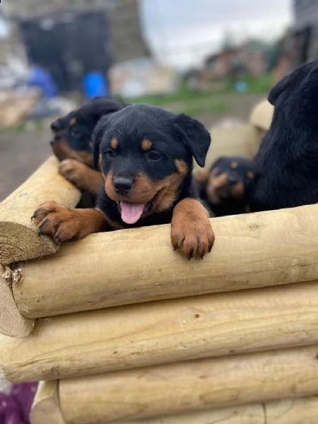 regalo cuccioli dal pelo corto rottweiler 