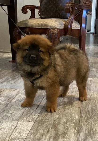 regalo bianchi cuccioli di chow chow 