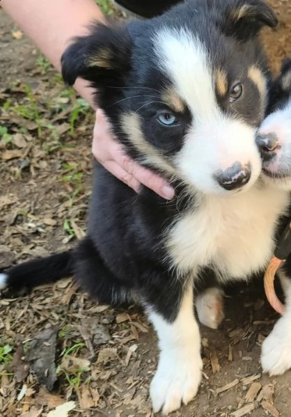 adorabili cuccioli di border collie femminucce e maschietti  disponibili per l'adozione gratuita