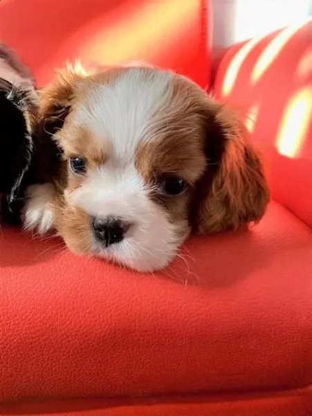 regalo cavalier king cuccioli meravigliosi  