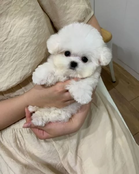regalo abbiamo cuccioli di barboncino