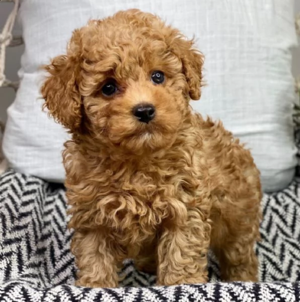 cuccioli di barboncino  femminucce e maschietti disponibili 