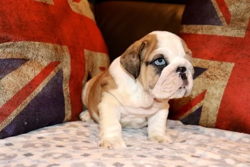 cuccioli inglese bulldog disponibili per adozione 