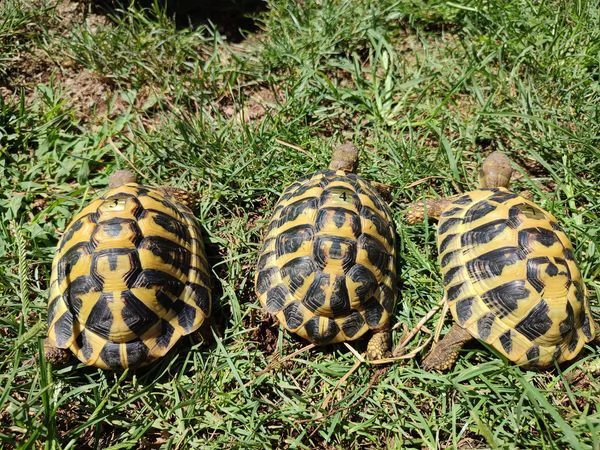 tartarughe di terra hermanni e graeca con cites | Foto 0