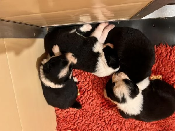 cuccioli di border collie di alta genealogia | Foto 0