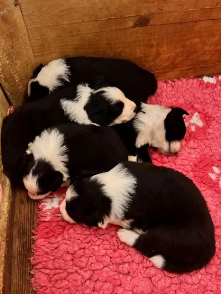 cuccioli di border collie di alta genealogia