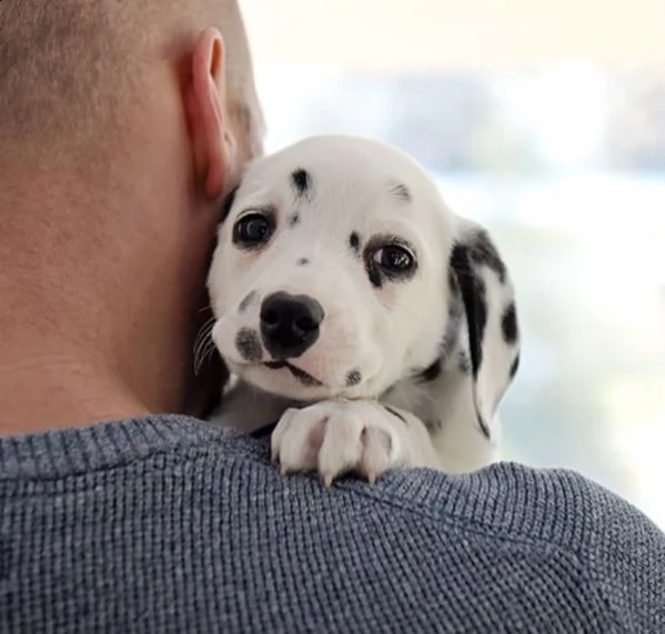 dalmata  | Foto 0